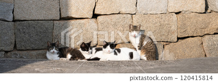 Cats relaxing together 120415814