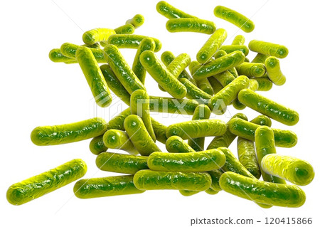 Rod shaped bacteria 120415866