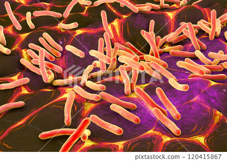 Rod shaped bacteria 120415867