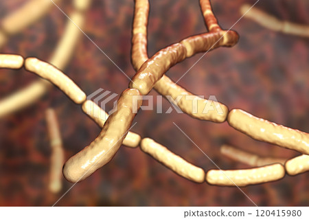 Bacillus subtilis, gram-positive bacteria, used as fungicides on plants Bacillus subtilis, gram-positive bacteria, used as fungicides on plants 120415980