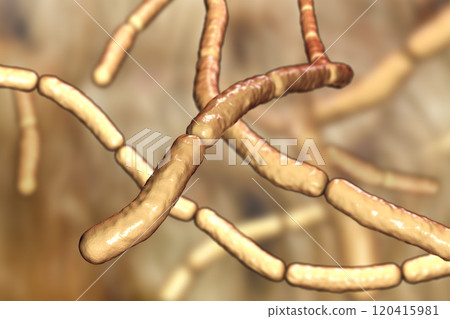 Bacillus subtilis, gram-positive bacteria, used as fungicides on plants 120415981