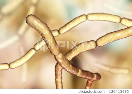 Bacillus subtilis, gram-positive bacteria, used as fungicides on plants Bacillus subtilis, gram-positive bacteria, used as fungicides on plants 120415985
