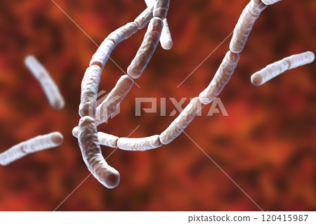 Bacillus subtilis, gram-positive bacteria, used as fungicides on plants Bacillus subtilis, gram-positive bacteria, used as fungicides on plants 120415987