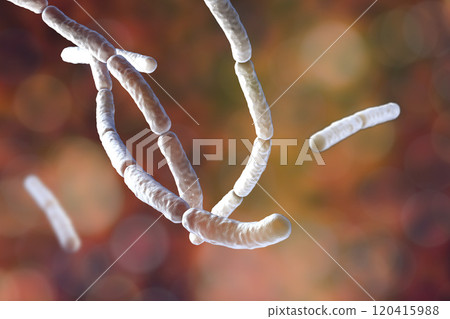 Bacillus subtilis, gram-positive bacteria, used as fungicides on plants Bacillus subtilis, gram-positive bacteria, used as fungicides on plants 120415988