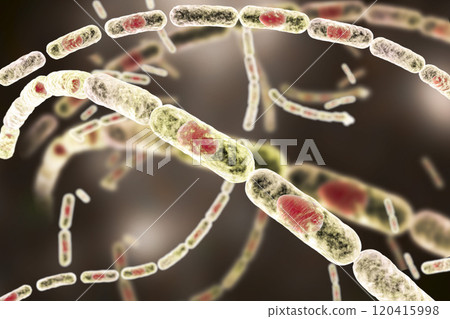 Bacteria Bacillus anthracis 120415998