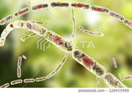 Bacteria Bacillus anthracis Bacteria Bacillus anthracis 120415999