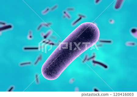 Rod shaped bacteria 120416003