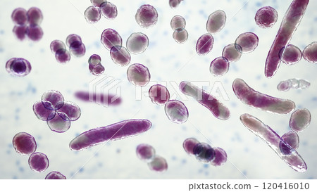 Bacteria of different shapes 120416010