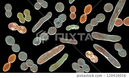 Bacteria of different shapes 120416016