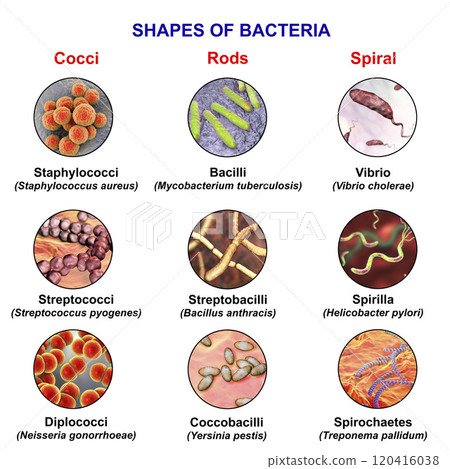 Shapes of bacteria, spherical, rod-like and spiral bacteria 120416038