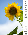 一朵向著藍天綻放的向日葵 120416186
