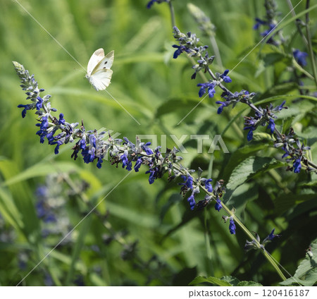 Butterflies smoking lavender flowers and honey Butterflies smoking lavender flowers and honey 120416187