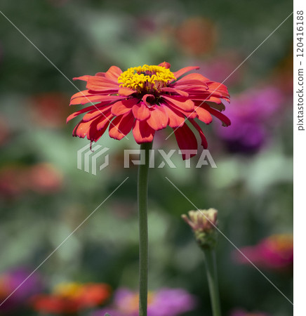 A single red zinnia 120416188