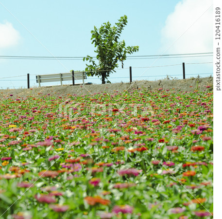 Zinnia flowers blooming in a summer flower field 120416189