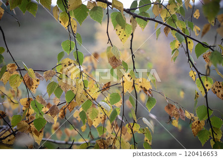 Beautiful autumn forest natural background with yellow and green birch leaves, soft focus. 120416653
