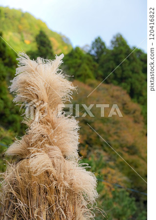 Miyama Kayabuki Village Autumn Scenery 120416822