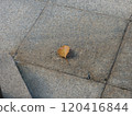Fallen leaves  120416844