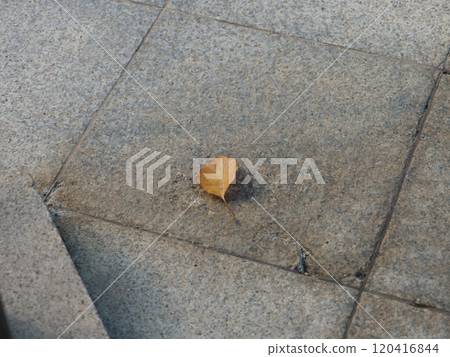 Fallen leaves  120416844