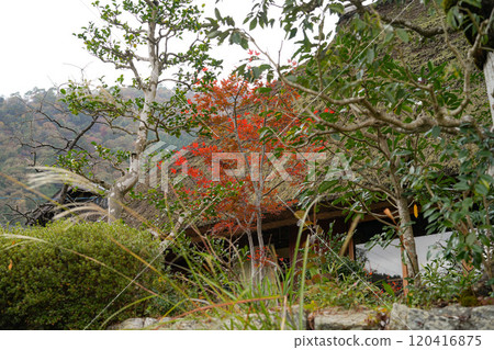 Miyama Kayabuki Village Autumn Scenery Miyama Kayabuki Village Autumn Scenery 120416875