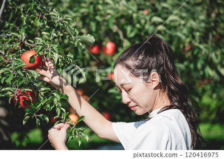 一位婦女在蘋果園採蘋果 一位婦女在蘋果園採蘋果 120416975