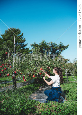 Woman harvesting apples in an apple orchard Woman harvesting apples in an apple orchard 120416980