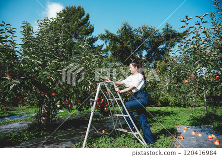 Woman harvesting apples in an apple orchard Woman harvesting apples in an apple orchard 120416984