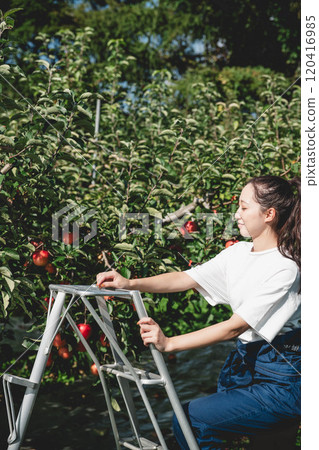 Woman harvesting apples in an apple orchard 120416985