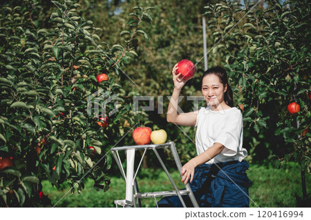 一位婦女在蘋果園採蘋果 120416994