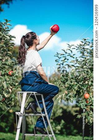 Woman harvesting apples in an apple orchard 120416999
