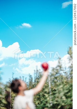 Woman harvesting apples in an apple orchard 120417002