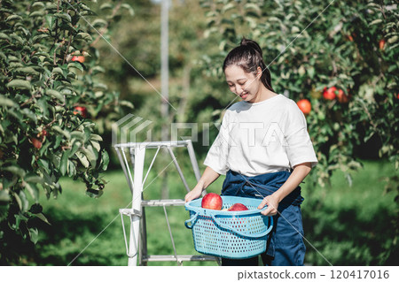Woman harvesting apples in an apple orchard 120417016