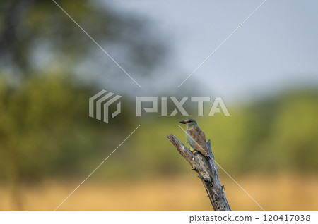 wild multicolor or colourful bird Eurasian or European roller or Coracias garrulus closeup or portrait perched on branch in scenic natural green background at grassland forest of central india asia wild multicolor or colourful bird Eurasian or European roller or Coracias garrulus closeup or portrait perched on branch in scenic natural green background at grassland forest of central india asia 120417038