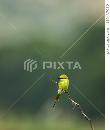 Green bee eater or Merops orientalis bird perched on branch in natural green background in safari at keoladeo national park forest or bharatpur bird sanctuary rajasthan india asia 120417050