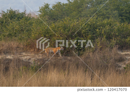 Indian wild female bengal tiger or panthera tigris running or prowl behind prey in terai region forest in winter season safari at dhikala zone of jim corbett national park reserve uttarakhand india Indian wild female bengal tiger or panthera tigris running or prowl behind prey in terai region forest in winter season safari at dhikala zone of jim corbett national park reserve uttarakhand india 120417070