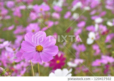 Autumn flower cosmos 120417502