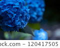 一朵安靜的藍色繡球花 120417505