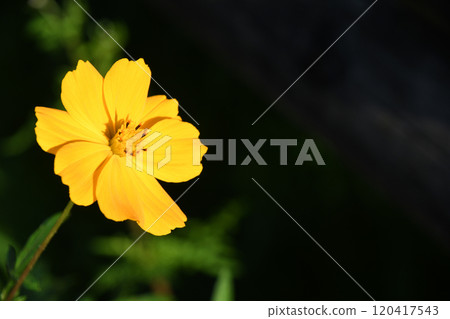 Kibana宇宙（黃色的花朵落櫻花） 120417543