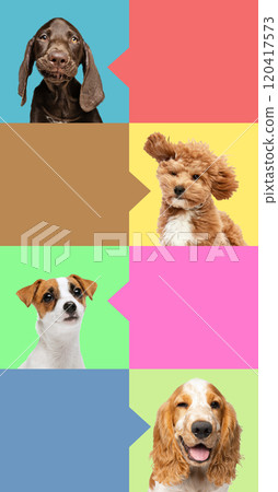 Striking photo collage of dogs with different expressions against vibrant backgrounds with speech bubbles. Ideal for veterinary or pet grooming. 120417573