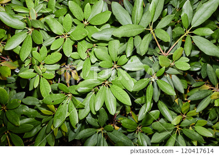 Top view closeup of green rhododendron plant with glossy leaves shot with flash, copy space 120417614