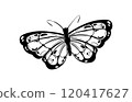 Isolated street tattoo black and white illustration of a butterfly  120417627