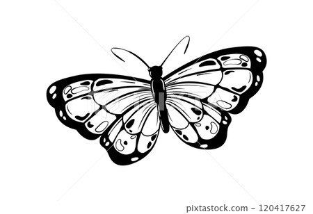 Isolated street tattoo black and white illustration of a butterfly  120417627