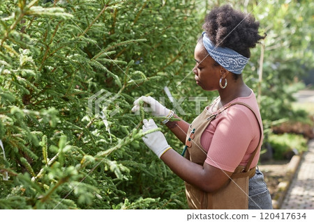 Side view portrait of young African American woman caring for fir trees and outdoor plants at garden plantation lit by sunlight, copy space Side view portrait of young African American woman caring for fir trees and outdoor plants at garden plantation lit by sunlight, copy space 120417634
