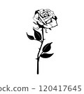 Isolated black rose on white background, symbolizing youth, often used in tattoo culture 120417645