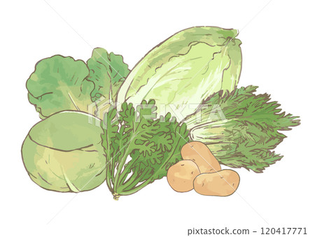 Vegetable assortment illustration set hand drawn_potato, chrysanthemum, Chinese cabbage, cabbage, lettuce, mizuna_white background 120417771