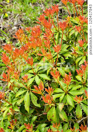 Red new leaves of the Japanese andromeda at Mt. Sodehira in Tanzawa Red new leaves of the Japanese andromeda at Mt. Sodehira in Tanzawa 120417843