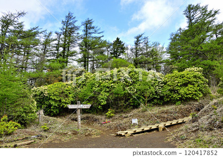 Tanzawa: Spring at Himeji Observatory: Full-blooming Azalea and new leaves of Japanese larch 120417852