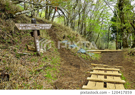 Springtime Tanzawa Mountain Range Trail: Hatchozakano-gashira Junction 120417859
