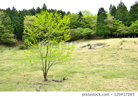 Spring traverse of the Tanzawa ridge. Fresh green leaves on the Mt. Kirihara refuge shed. Oobaasagara. 120417865