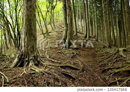 Spring traverse of the Tanzawa main ridge: Cypress forest on Mt. Kigara Spring traverse of the Tanzawa main ridge: Cypress forest on Mt. Kigara 120417868