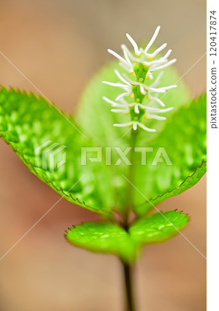 Tanzawa's millet husk mountain, Japanese quince 120417874